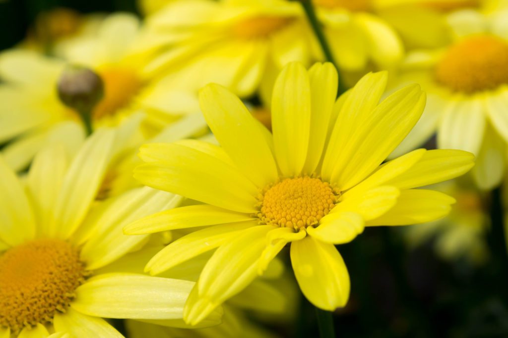 Why You Should Use Arnica to Aid in Recovery After Plastic Surgery
